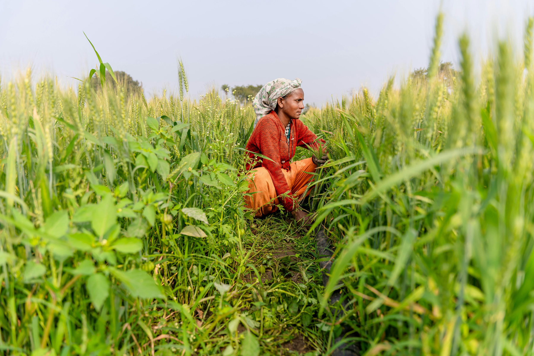 Farmer in India