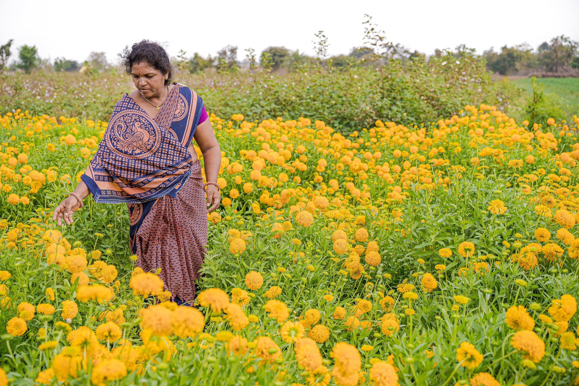 Farmer in India