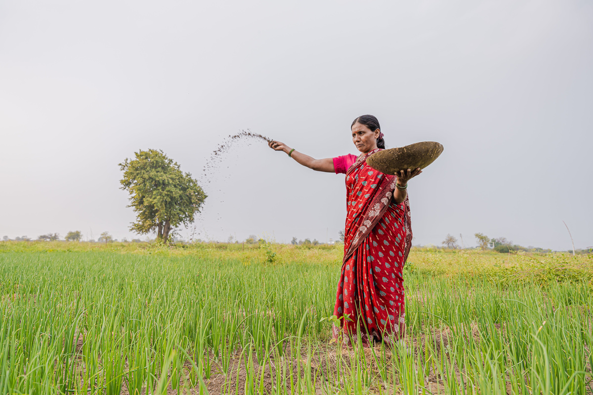 Farmer distributing fertilizer in India